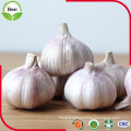 Fresh Red Garlic